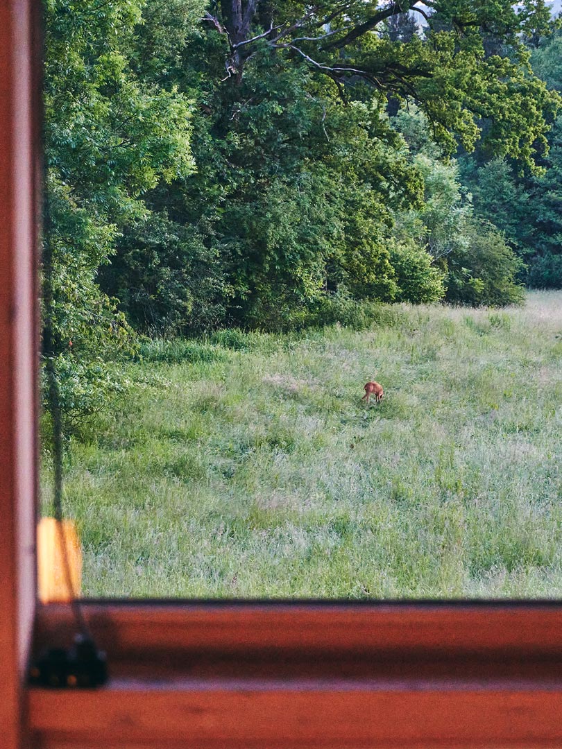 Tinyhouse_Waldhütte_Ausblick_Natur