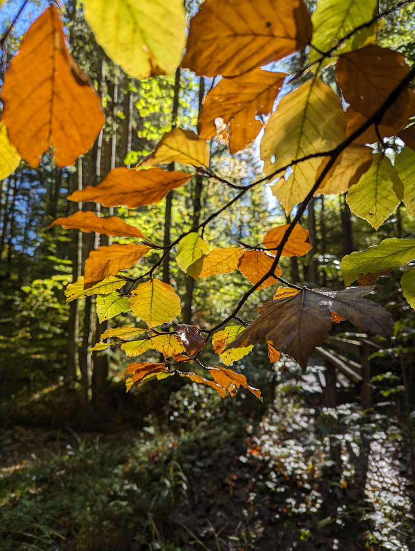 Veranstaltungen mit Waldblick_Herbst