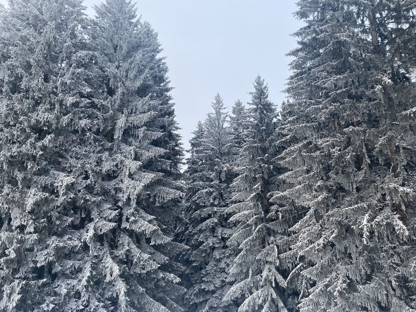 Christbaumschlagen