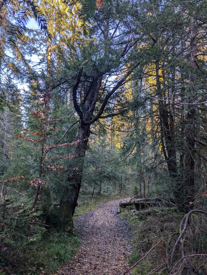 Ferien in Wessobrunn - Naturerlebnis Eibenwald